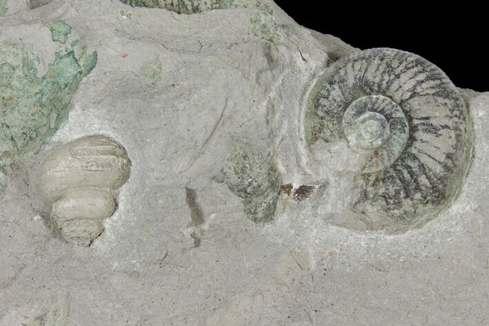 Ammonite (Orthosphinctes) & Gastropod Fossil on Rock - Germany #125895